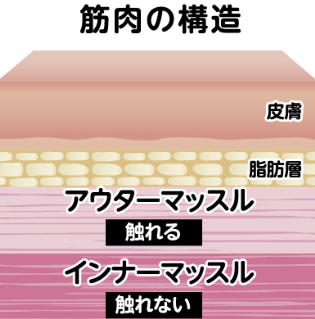 筋肉の構造（アウターマッスルとインナーマッスル）